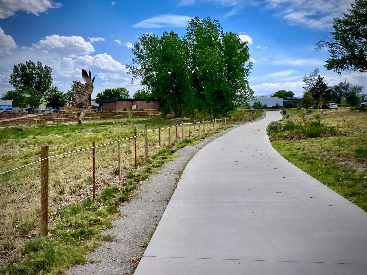 A hawk perched above the St. Vrain Greenway